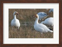 Framed British Columbia, Westham Island, Snow Goose bird