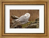 Framed Canada, British Columbia, Boundary Bay, Snowy Owl