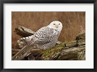 Framed Canada, British Columbia, Boundary Bay, Snowy Owl