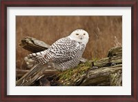 Framed Canada, British Columbia, Boundary Bay, Snowy Owl