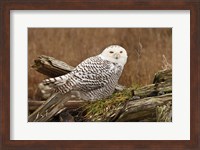 Framed Canada, British Columbia, Boundary Bay, Snowy Owl