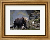Framed Canada, British Columbia Grizzly bear eating salmon