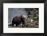 Framed Canada, British Columbia Grizzly bear eating salmon