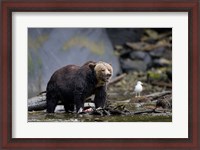 Framed Canada, British Columbia Grizzly bear eating salmon