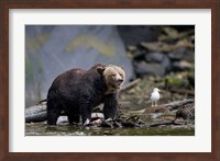 Framed Canada, British Columbia Grizzly bear eating salmon