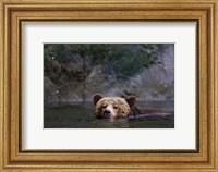 Framed Canada, British Columbia Grizzly bear swimming