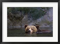 Framed Canada, British Columbia Grizzly bear swimming