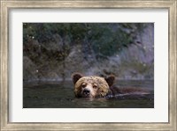 Framed Canada, British Columbia Grizzly bear swimming