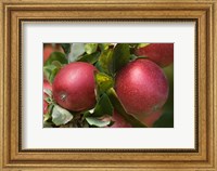 Framed Apples, Okanagan Valley, British Columbia, Canada, Na