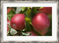 Framed Apples, Okanagan Valley, British Columbia, Canada, Na