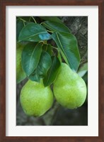 Framed Bartlett Pear, Okanagan Valley, British Columbia, Canada, Na