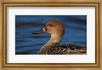 Framed Northern Pintail Hen, George C Reifel Migratory Bird Sanctuary, Westham Island, British Columbia, Canada