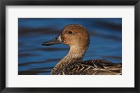 Framed Northern Pintail Hen, George C Reifel Migratory Bird Sanctuary, Westham Island, British Columbia, Canada