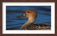 Framed Northern Pintail Hen, George C Reifel Migratory Bird Sanctuary, Westham Island, British Columbia, Canada