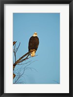 Framed Bald Eagle, Vancouver, British Columbia, Canada