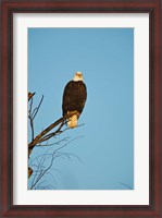 Framed Bald Eagle, Vancouver, British Columbia, Canada