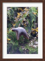 Framed Bat Star, Pacific Rim NP Preserve, British Columbia