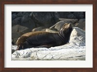 Framed Sea Lions, Batley Island, Pacific Rim, British Columbia