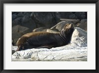 Framed Sea Lions, Batley Island, Pacific Rim, British Columbia