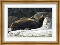 Framed Sea Lions, Batley Island, Pacific Rim, British Columbia