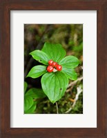 Framed Temperate Rainforest Berries, Bramham, British Columbia