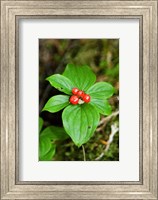 Framed Temperate Rainforest Berries, Bramham, British Columbia