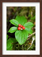 Framed Temperate Rainforest Berries, Bramham, British Columbia