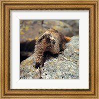 Framed British Columbia, Yoho NP, Hoary marmot