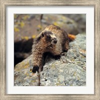 Framed British Columbia, Yoho NP, Hoary marmot