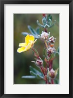 Framed Ice crystals on flowers, Jasper National Park, Canada