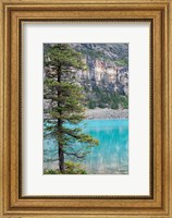 Framed Pine tree, Moraine Lake, Banff National Park, Canada