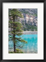 Framed Pine tree, Moraine Lake, Banff National Park, Canada