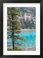 Framed Pine tree, Moraine Lake, Banff National Park, Canada