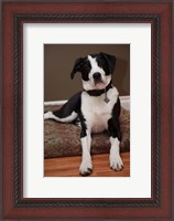Framed British Columbia, Mission, coon hound dog