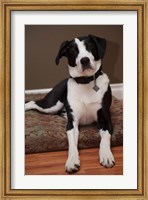 Framed British Columbia, Mission, coon hound dog