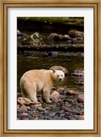 Framed British Columbia, Princess Royal Island, Spirit Bear