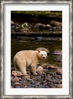 Framed British Columbia, Princess Royal Island, Spirit Bear