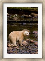 Framed British Columbia, Princess Royal Island, Spirit Bear