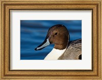 Framed British Columbia, Westham Island, Pintail Duck