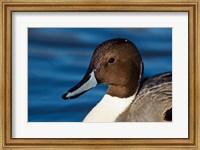 Framed British Columbia, Westham Island, Pintail Duck