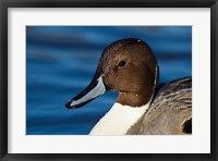 Framed British Columbia, Westham Island, Pintail Duck