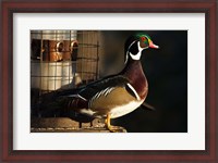 Framed Wood Duck Drake, George C Reifel Migratory Bird Sanctuary, Westham Island, British Columbia, Canada