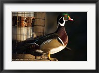 Framed Wood Duck Drake, George C Reifel Migratory Bird Sanctuary, Westham Island, British Columbia, Canada