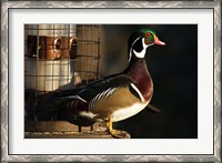 Framed Wood Duck Drake, George C Reifel Migratory Bird Sanctuary, Westham Island, British Columbia, Canada