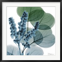 Framed Lilly Of Eucalyptus