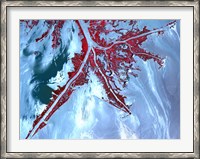 Framed False Color Satellite View of the Very tip of the Mississippi River Delta