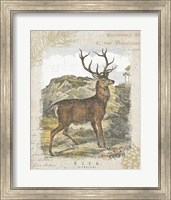 Framed Woodland Stag I