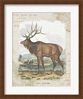 Framed Woodland Stag II