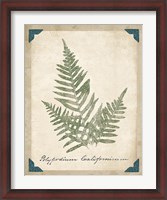 Framed Vintage Ferns XI