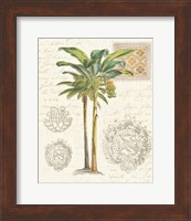 Framed Vintage Palm Study I